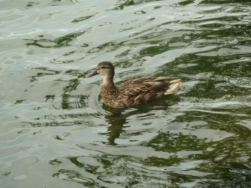 Passing duckling
